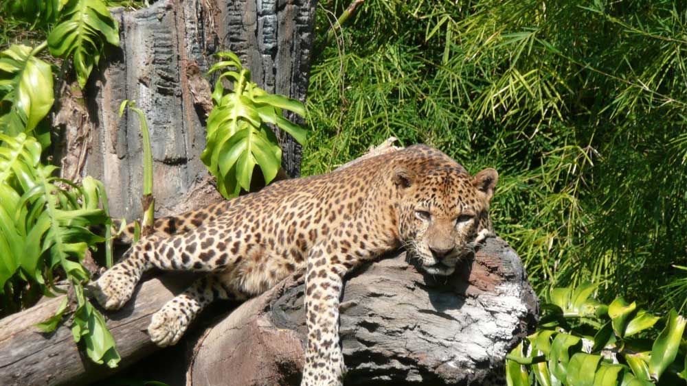 Interesting Facts about Leopard - Taman Safari Bali